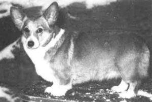 Malsis Sweet Girl